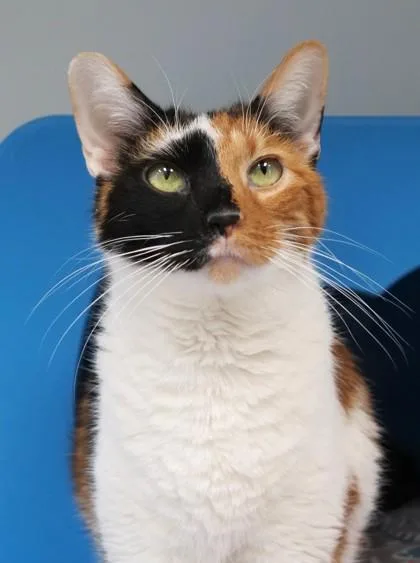 Nutmeg thumbnail 2