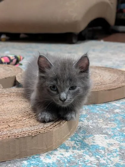 A baby small-sized male Domestic Short Hair cat named Behr for adoption in Independence, MO