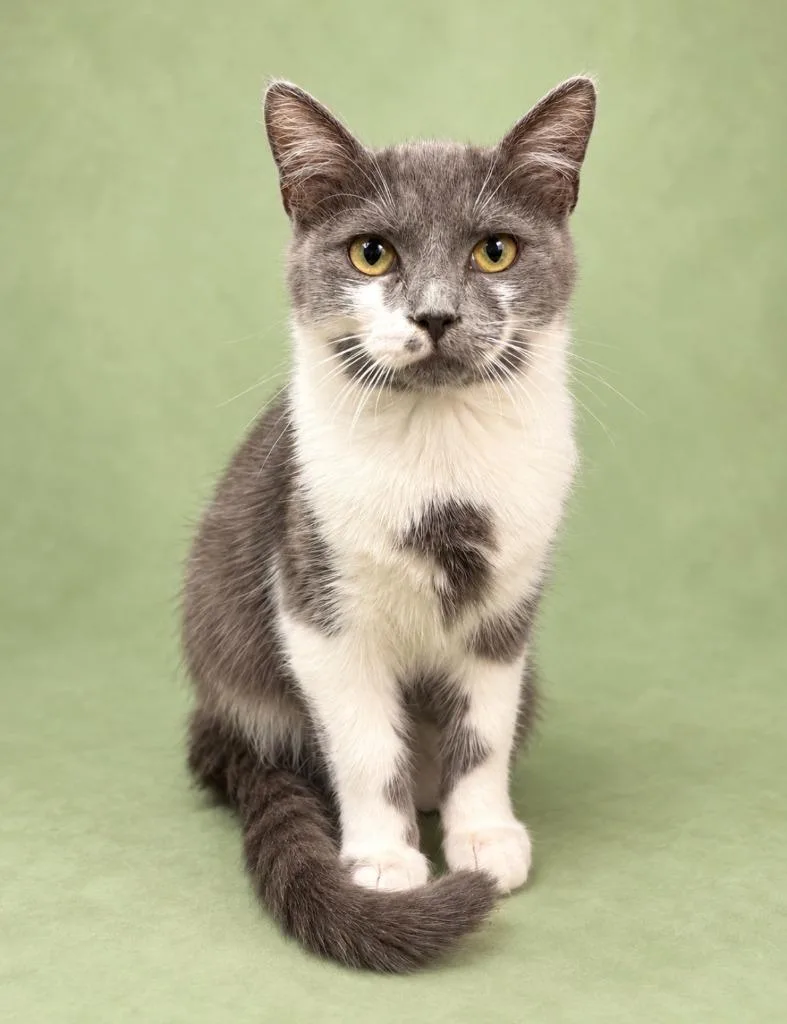 A baby medium-sized female Domestic Short Hair cat named Dempsey for adoption in Rock Springs, WY