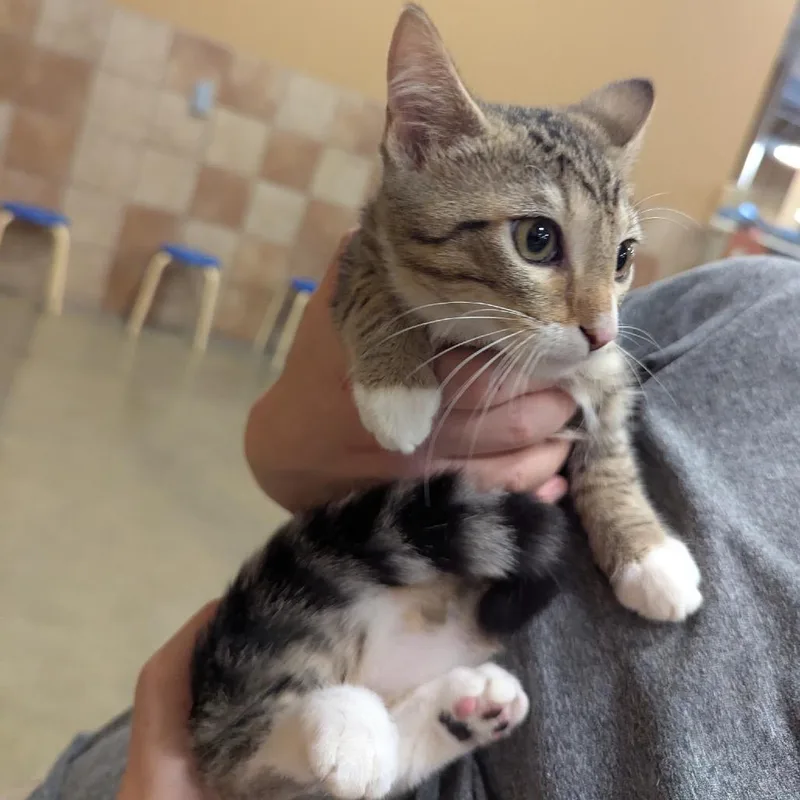 A baby small-sized female Brown / Chocolate Domestic Short Hair cat named Tracy for adoption in Columbia, MO