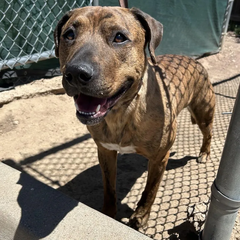An adult medium-sized male Brindle Mixed Breed dog named Kendrick for adoption in Flagstaff, AZ