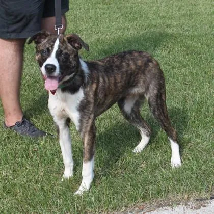 A young medium-sized male Mixed Breed dog named Newman for adoption in Elk Grove Village, IL