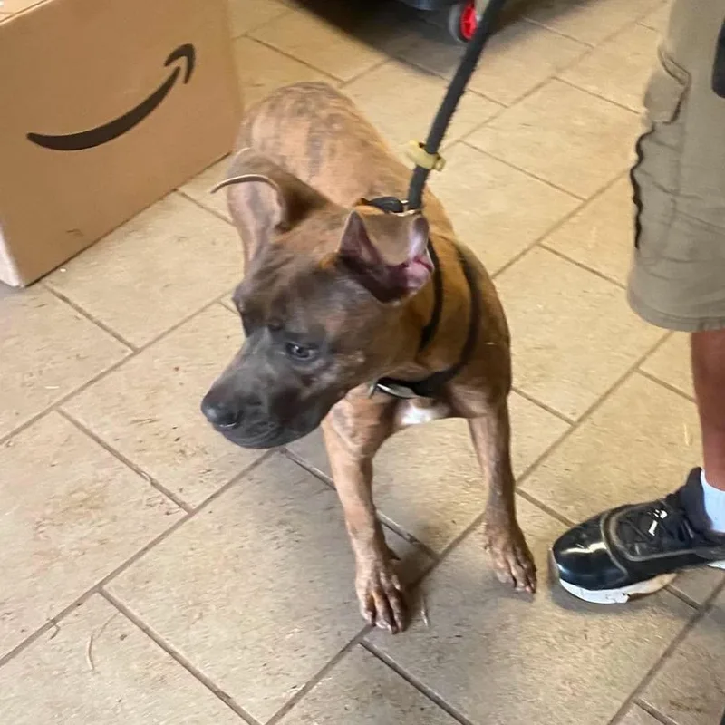 A senior small-sized male Brindle Mixed Breed dog named Ezekiel Stray Hold for adoption in Huntington, WV