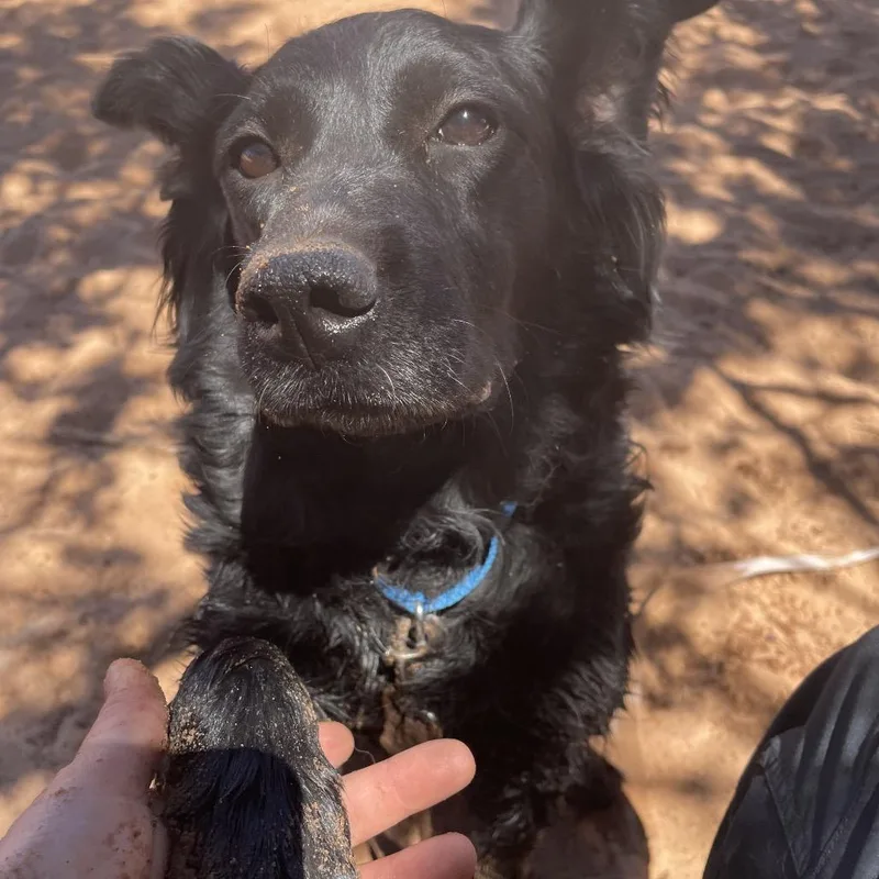 Pepper thumbnail 3