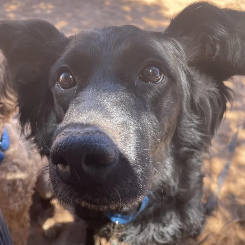 Pepper thumbnail 4