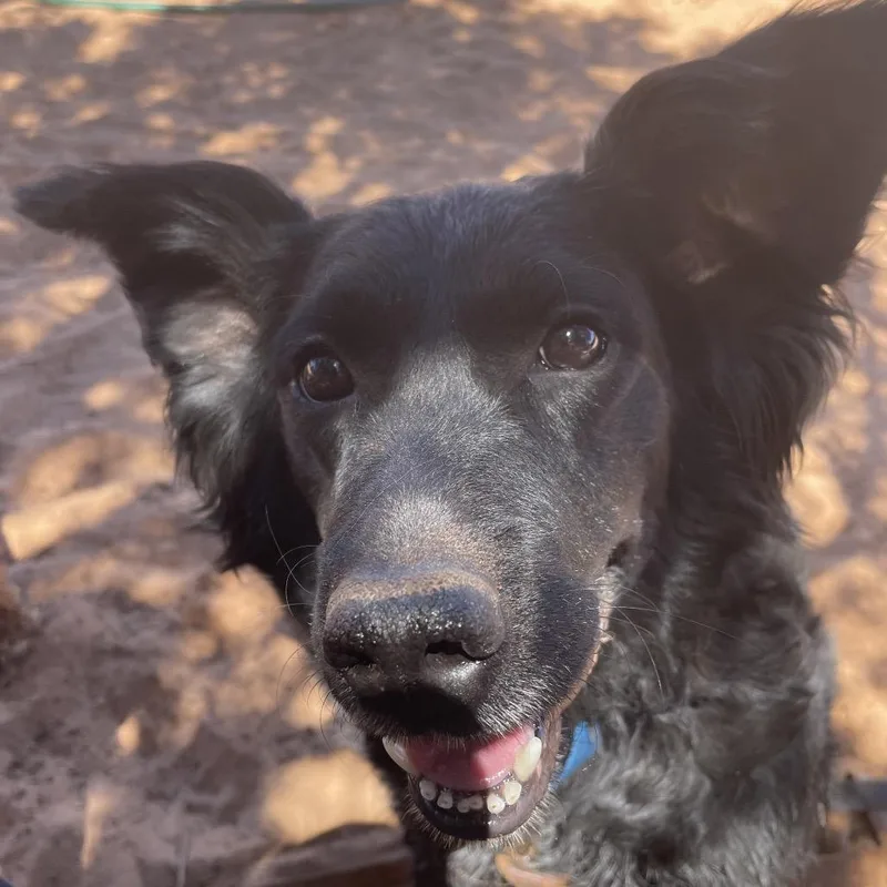 Pepper thumbnail 5