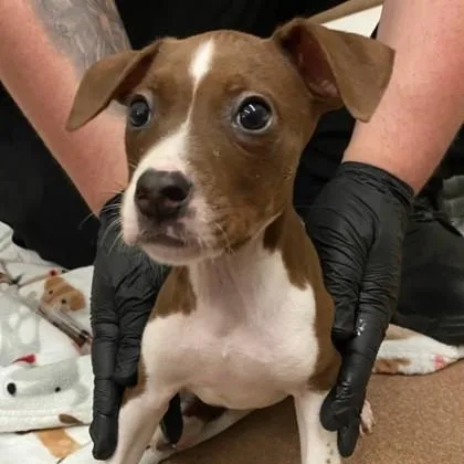 A young small-sized female Terrier dog named Stella for adoption in Portland, ME