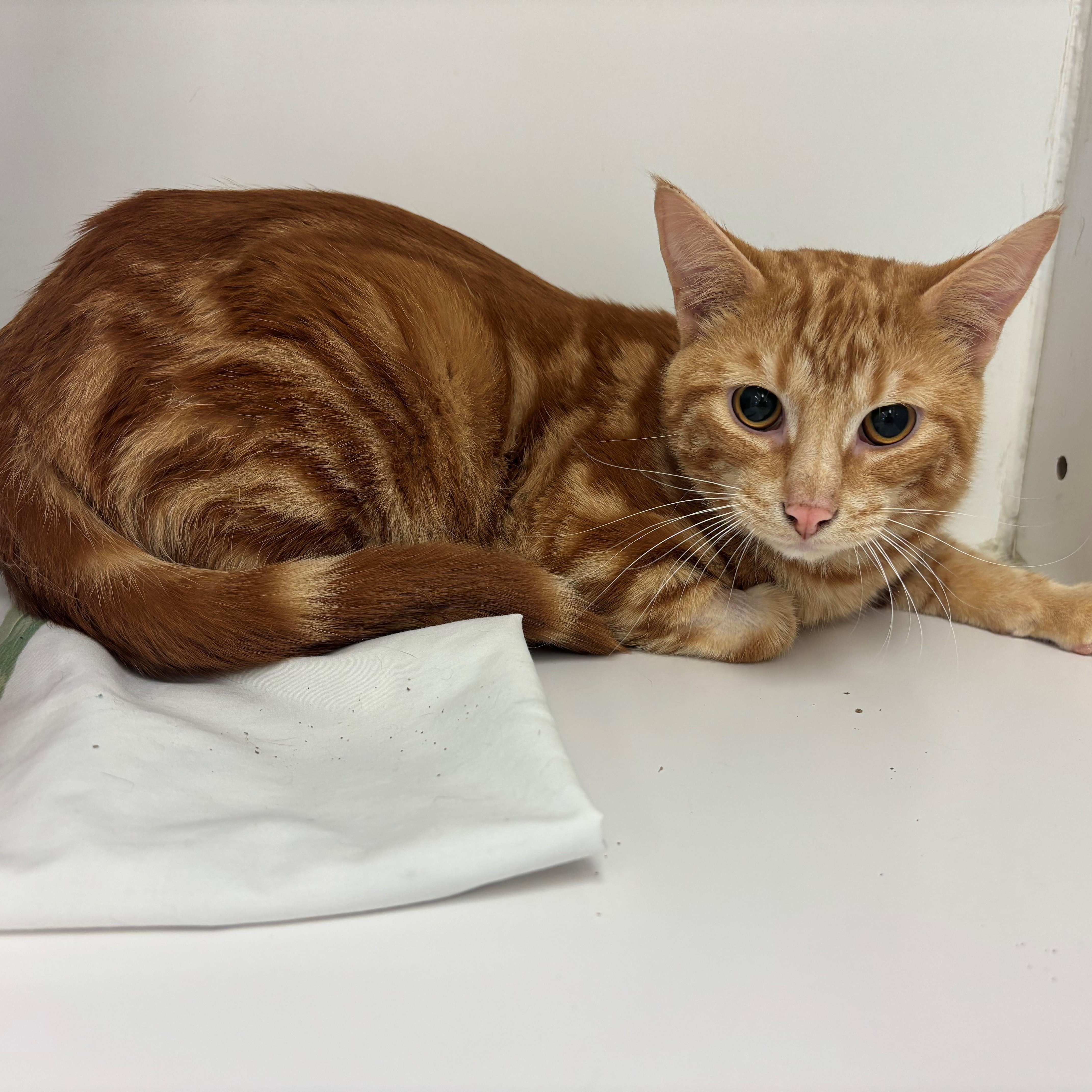 An adult medium-sized female Tabby (Orange / Red) Domestic Short Hair cat named Scotch for adoption in Norwich, NY