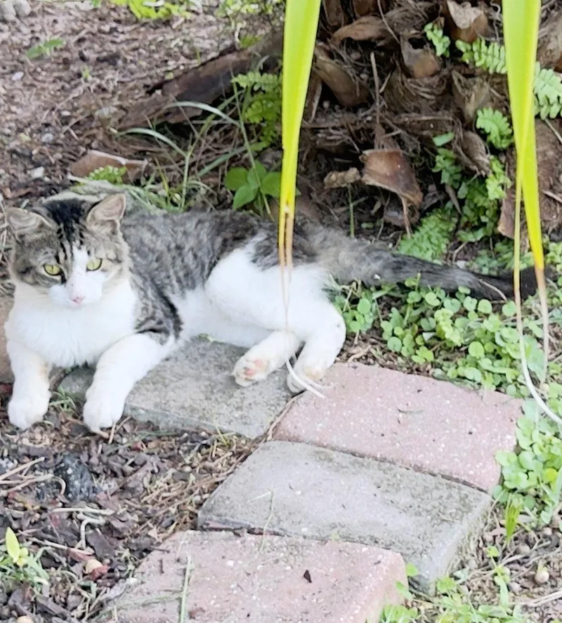 An adult medium-sized male Domestic Medium Hair cat named Crazy Cat for adoption in Naples, FL