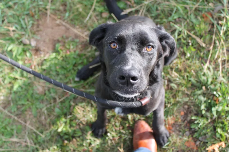 A young large-sized female Mixed Breed dog named Gabriella for adoption in McCall, ID