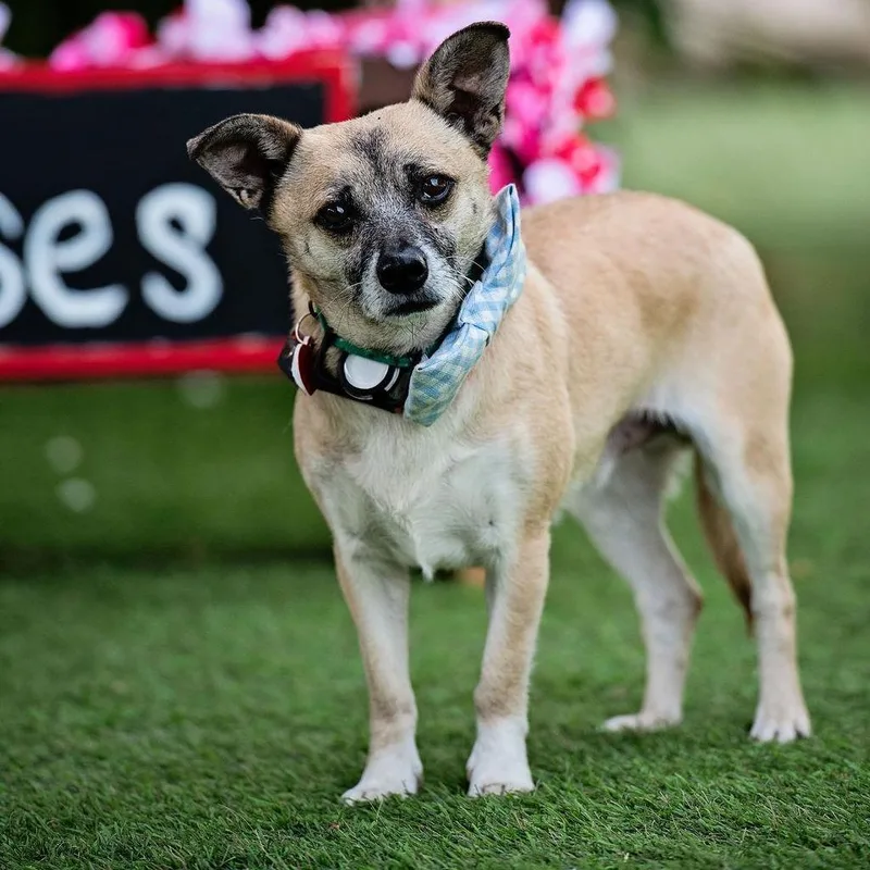 Marty Supreme thumbnail 3