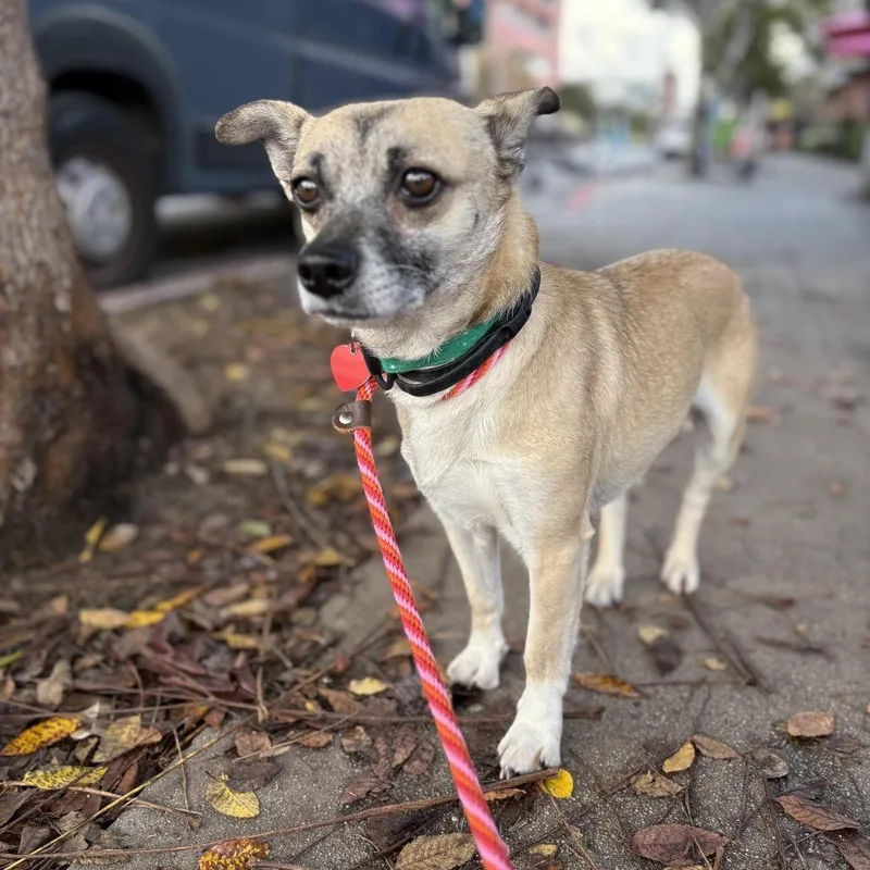 Marty Supreme thumbnail 4