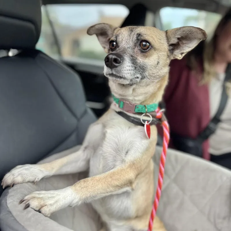 Marty Supreme thumbnail 6