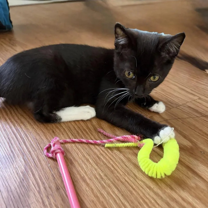 A baby small-sized male Black Domestic Short Hair cat named Pep for adoption in Brea, CA