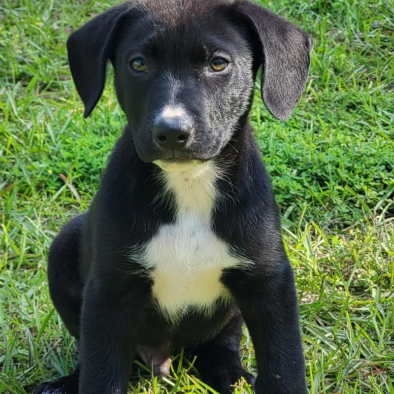 A baby medium-sized male Black Mixed Breed dog named Jesse for adoption in Marion, MS