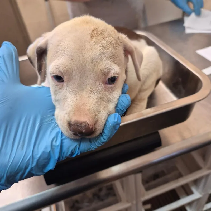 A baby small-sized male White / Cream Pit Bull Terrier dog named Prancer for adoption in Birmingham, AL