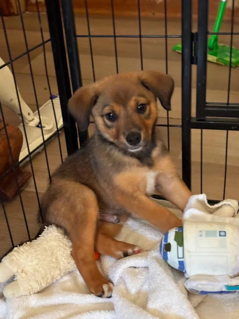 A baby medium-sized male Brown / Chocolate Aussiedoodle dog named Kayden for adoption in Orland Park, IL