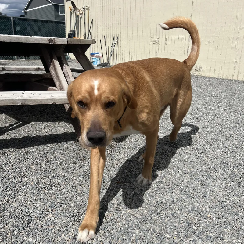 An adult large-sized male Golden Goldador dog named Missle for adoption in Spokane, WA