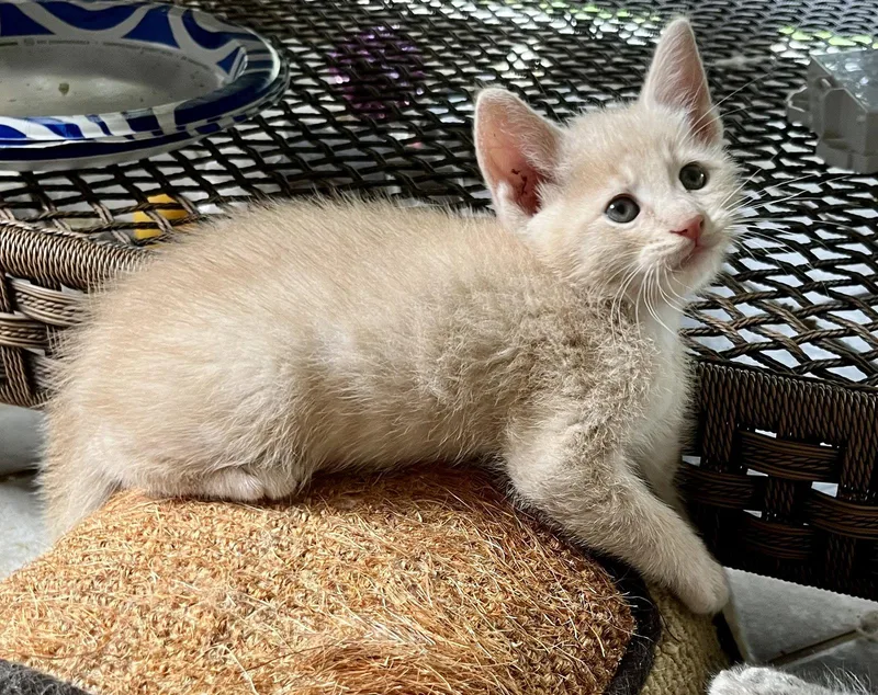 A baby medium-sized male Orange / Red Domestic Short Hair cat named Percy for adoption in Rural Hall, NC