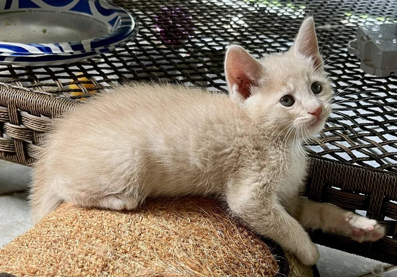 Percy thumbnail 2