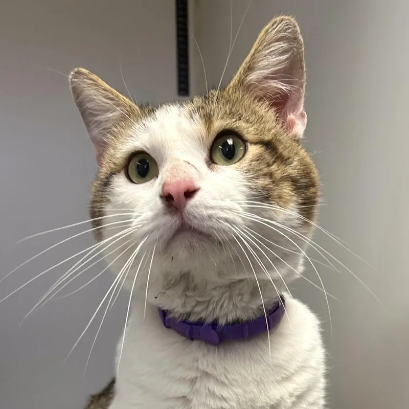 An adult medium-sized male White Domestic Short Hair cat named Triscuit for adoption in St Joseph, MO