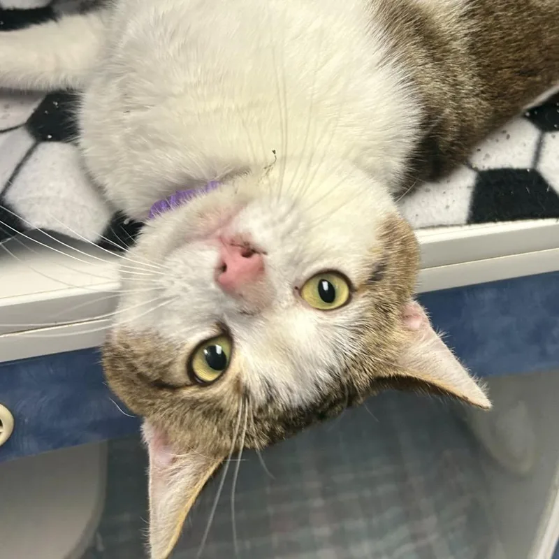 Triscuit thumbnail 2