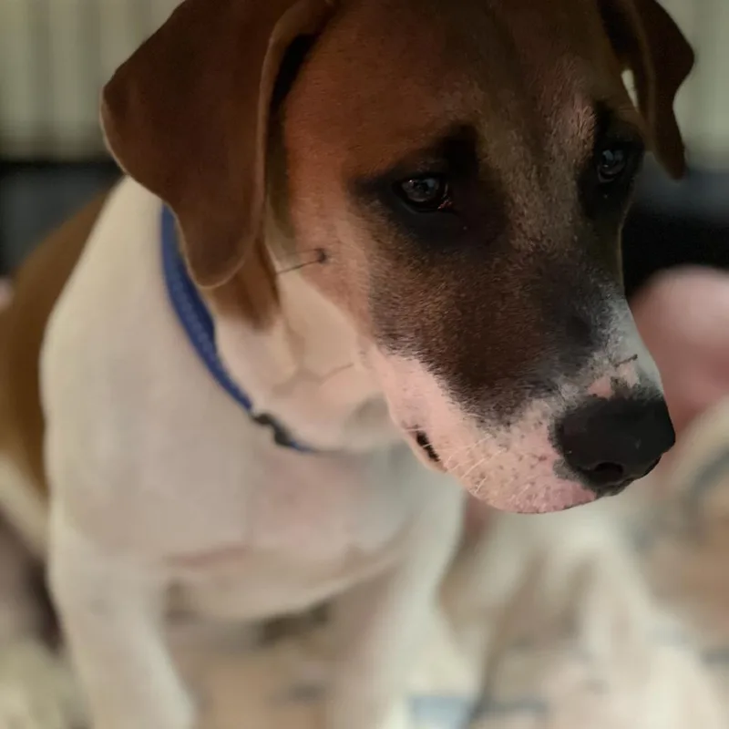 A young small-sized male White / Cream Basset Hound dog named Bruiser for adoption in Rockville, MD