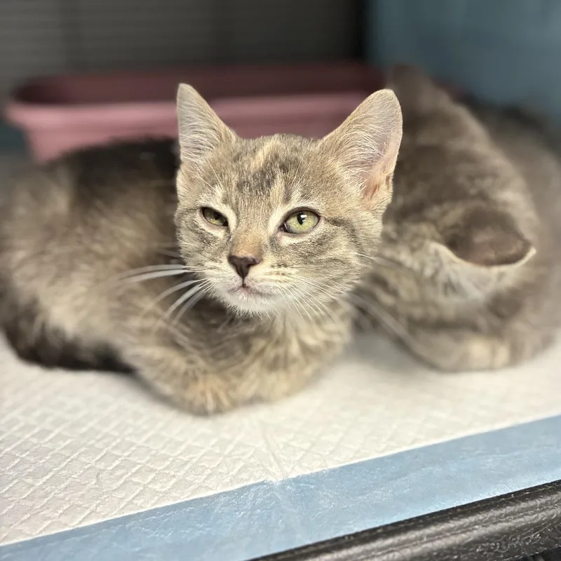 A baby small-sized female Calico Domestic Short Hair cat named Chili for adoption in Huntsville, AL