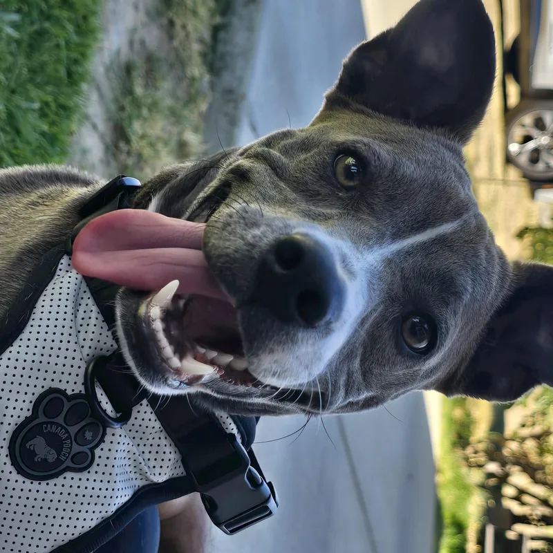 A young medium-sized female Gray / Blue / Silver Terrier dog named Bella for adoption in Tracy, CA