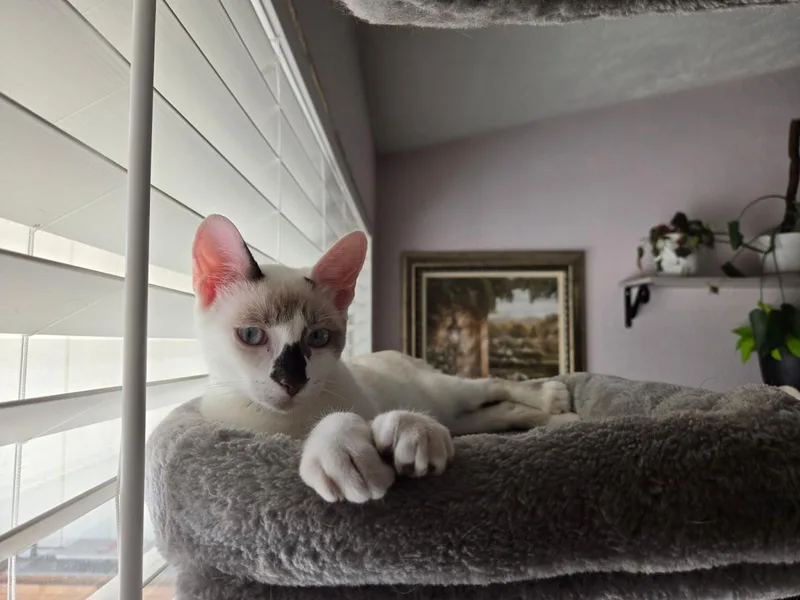 A baby small-sized male Domestic Short Hair cat named Bart Springfield for adoption in Chandler, AZ