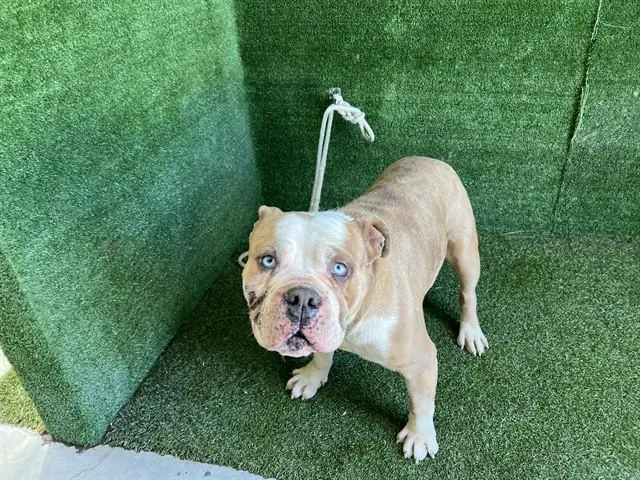 A young medium-sized male English Bulldog dog named Mystic for adoption in Lancaster, CA