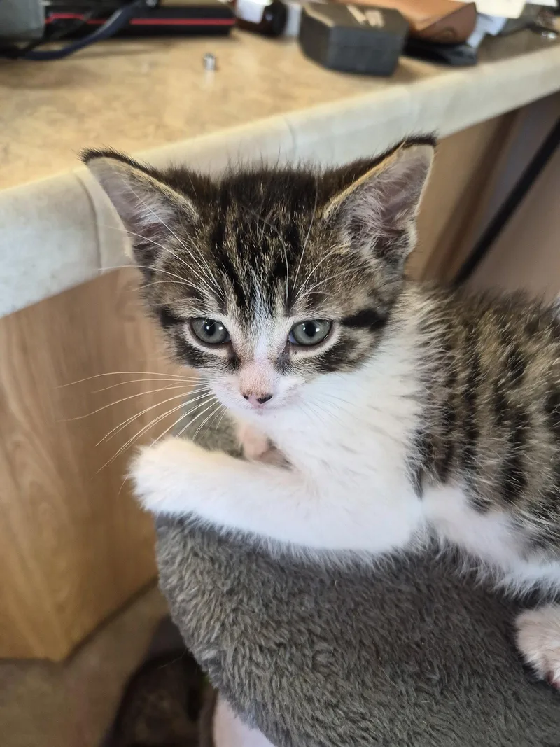 A baby medium-sized female Domestic Medium Hair cat named C Litter Tammy for adoption in Livonia, MI