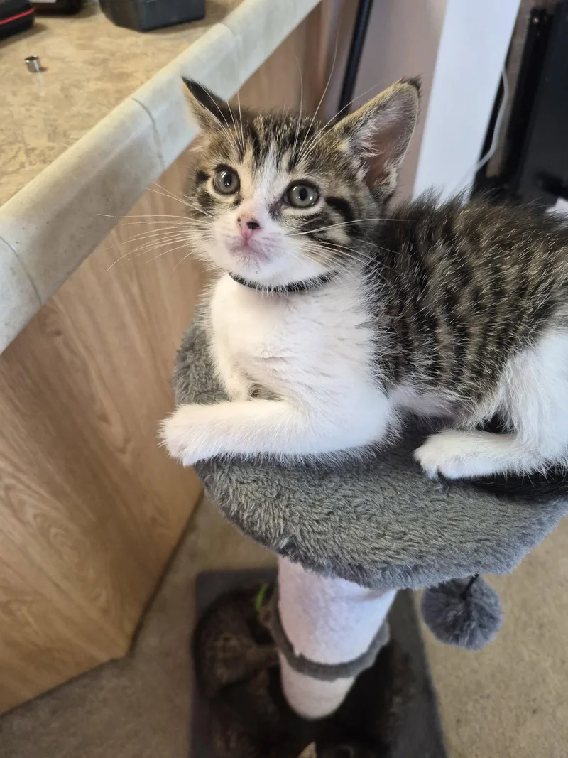 C Litter Tammy thumbnail 2