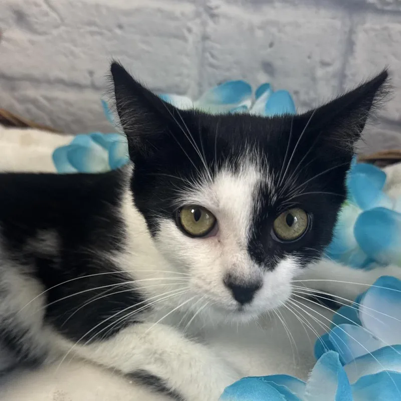A baby small-sized female Black Domestic Short Hair cat named Chai for adoption in Harrisonburg, VA