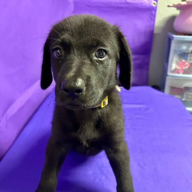 A baby medium-sized female Black Australian Shepherd dog named Demera for adoption in North Myrtle Beach, SC