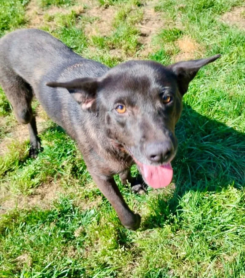 A young medium-sized female Mixed Breed dog named Juniper for adoption in Chesapeake, VA
