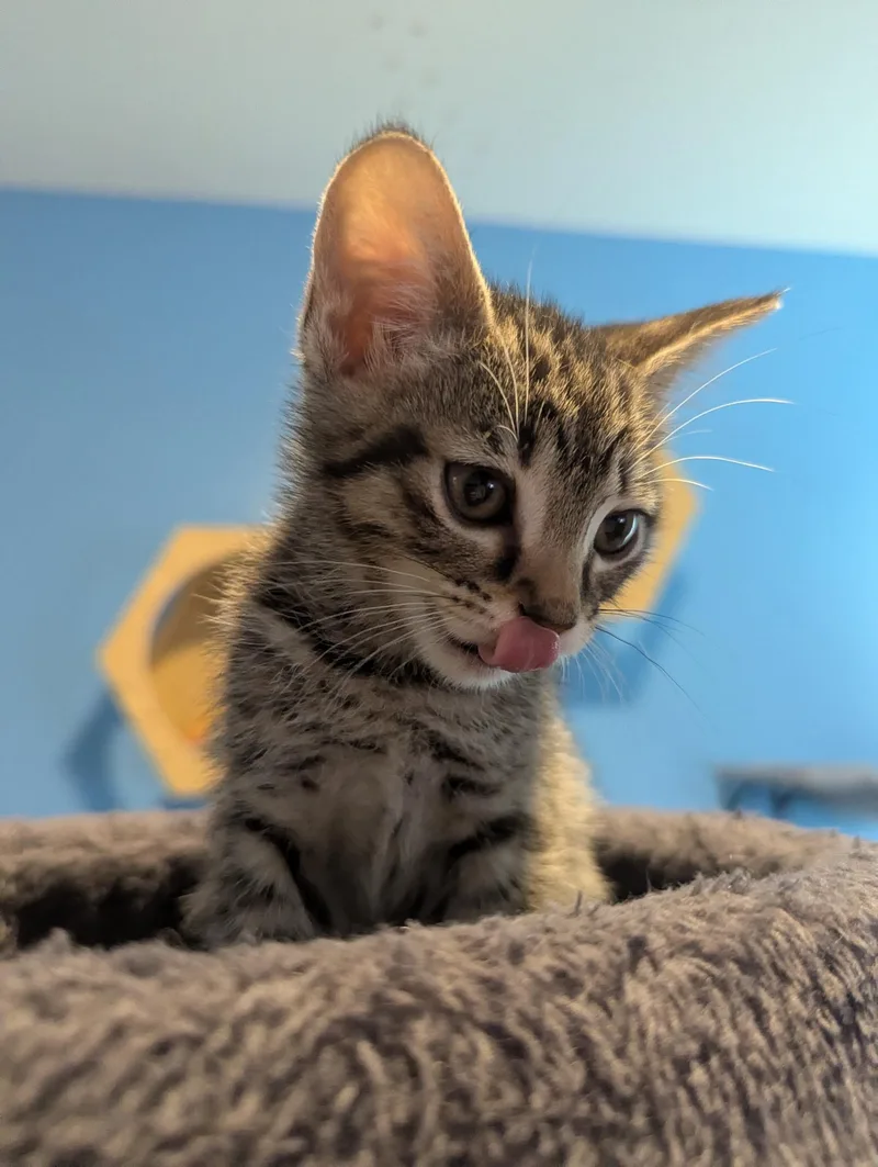 A baby medium-sized female Tabby (Gray / Blue / Silver) Domestic Short Hair cat named Smurfette for adoption in Rossville, TN