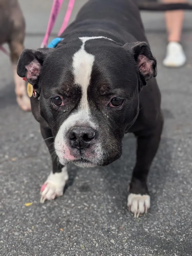 A senior medium-sized female French Bulldog dog named Topanga for adoption in Statesville, NC