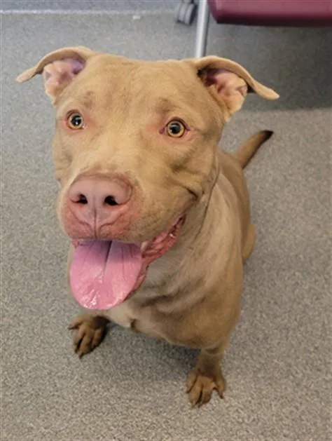A young large-sized male Pit Bull Terrier dog named Tree Stump for adoption in Toledo, OH