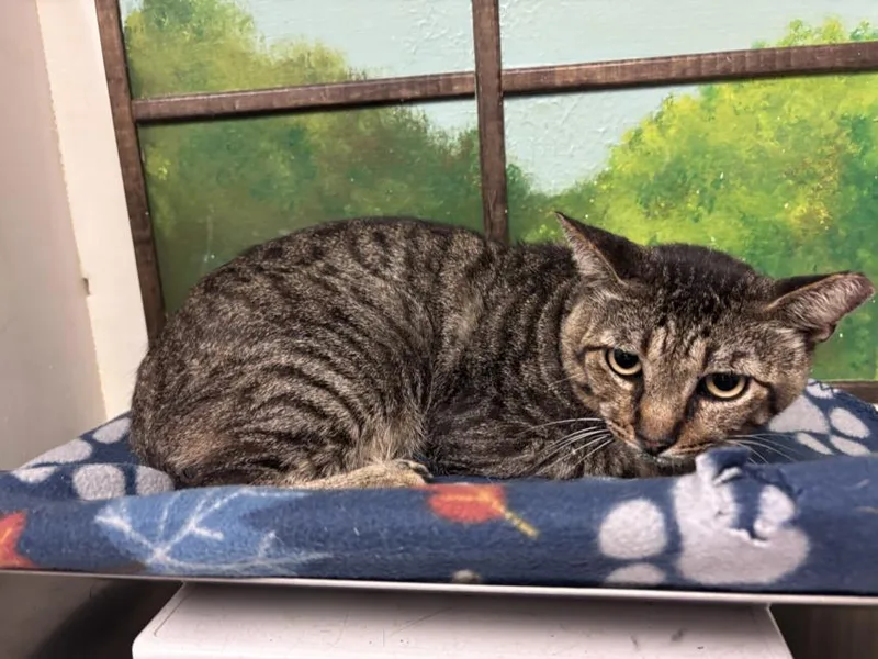 A young large-sized male Domestic Short Hair cat named Riley for adoption in Houston, TX