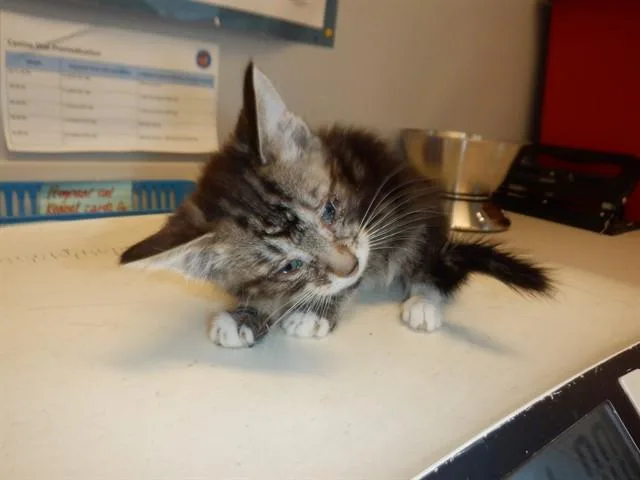 A baby small-sized female Domestic Short Hair cat named Pearl for adoption in San Jose, CA