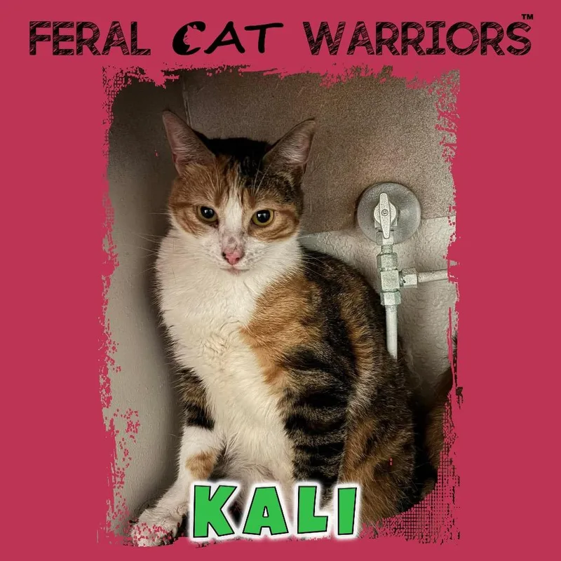 An adult small-sized female Calico Domestic Short Hair cat named Kali for adoption in Kingman, AZ