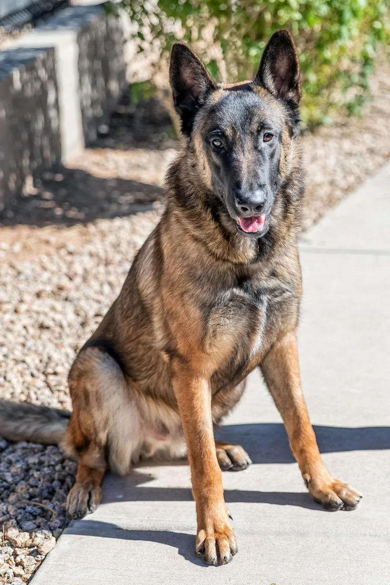 A young large-sized male Belgian Shepherd / Malinois dog named Archie for adoption in Scottsdale, AZ