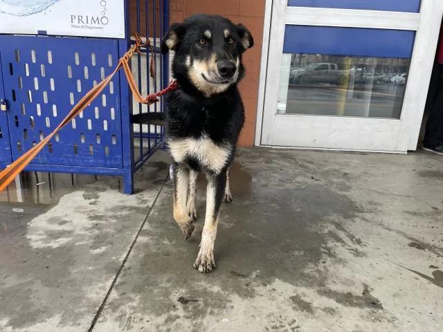 A young small-sized female German Shepherd Dog dog named Diamond for adoption in Riverside, CA