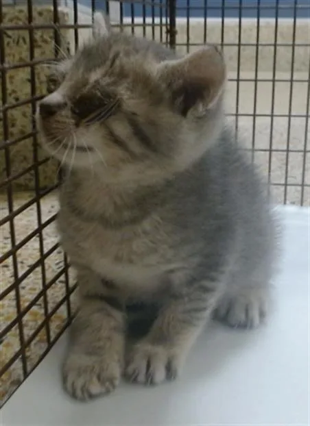 A baby small-sized male Domestic Short Hair cat named Captain Jack for adoption in Miami, FL