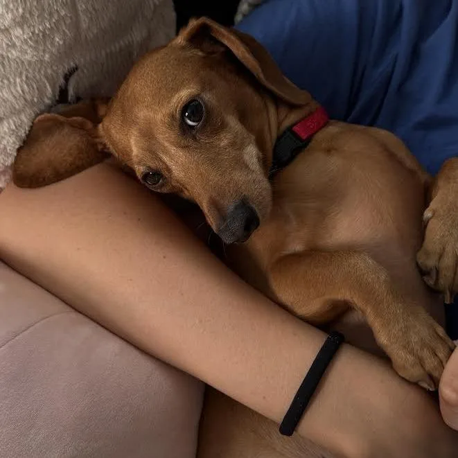 An adult small-sized male Yellow / Tan / Blond / Fawn Dachshund dog named Schnooki Red for adoption in South Elgin, IL