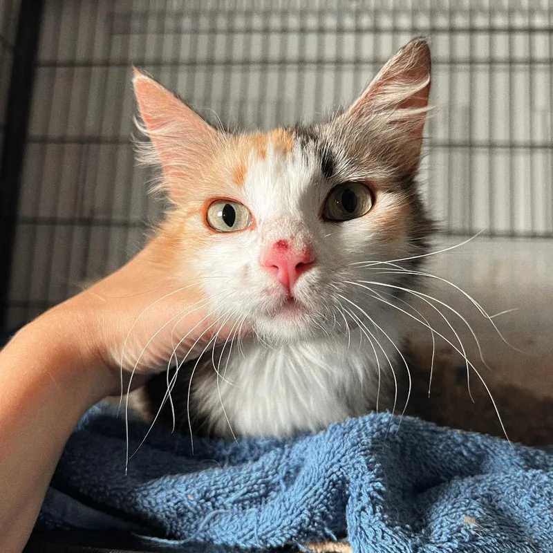 An adult small-sized female Calico Domestic Long Hair cat named Nugget for adoption in San Antonio, TX