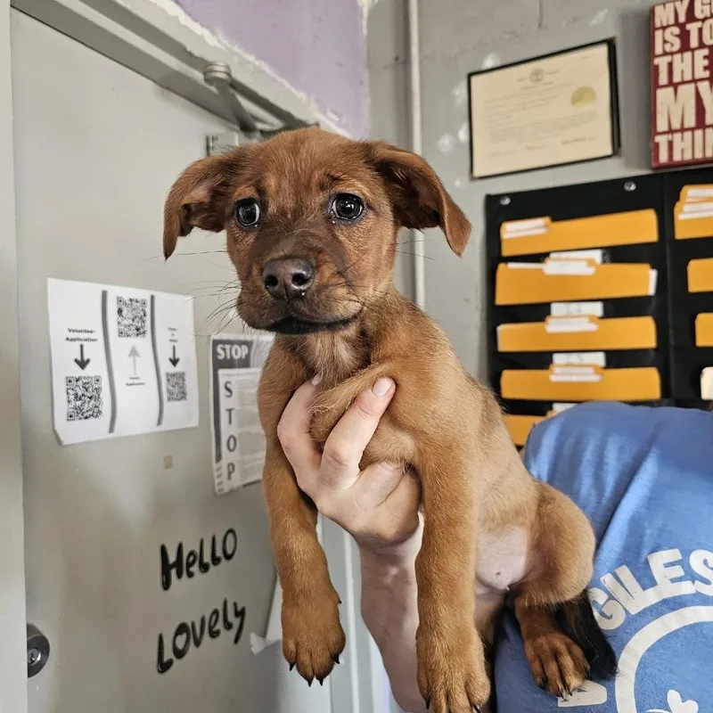 A baby small-sized female Red / Chestnut / Orange Mixed Breed dog named Tngcstray for adoption in Pulaski, TN