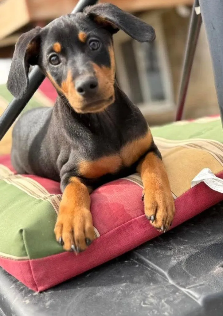 A baby large-sized male Doberman Pinscher dog named Thor for adoption in Buffalo, MN