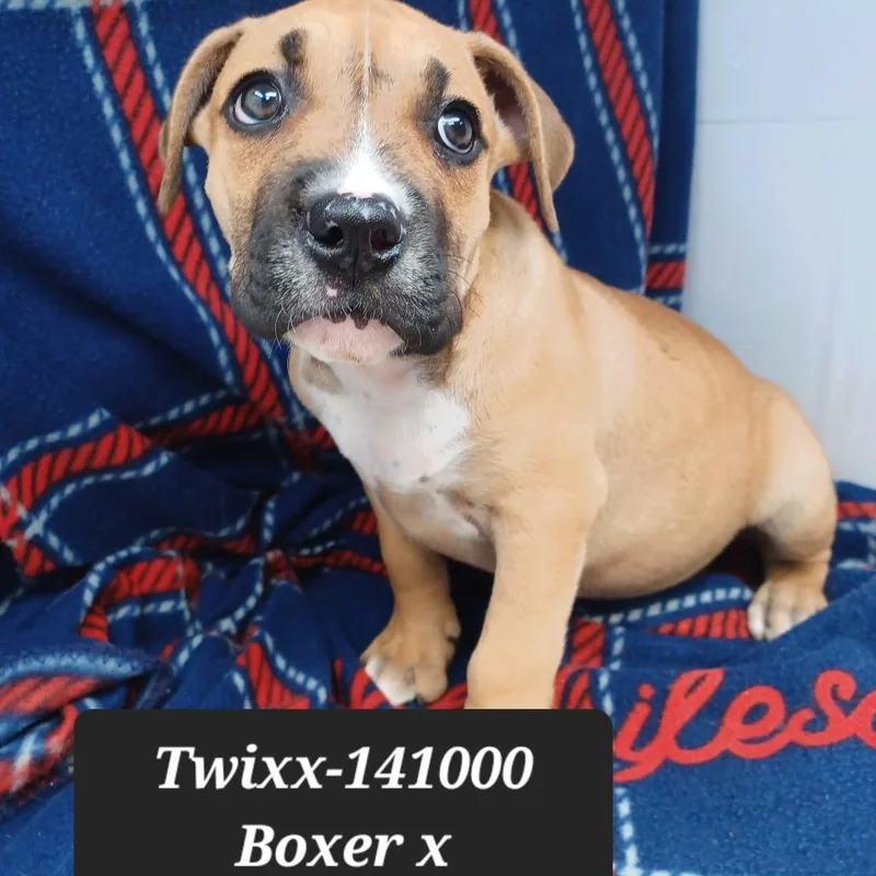 A baby small-sized male Boxer dog named Twixx for adoption in New Tazewell, TN